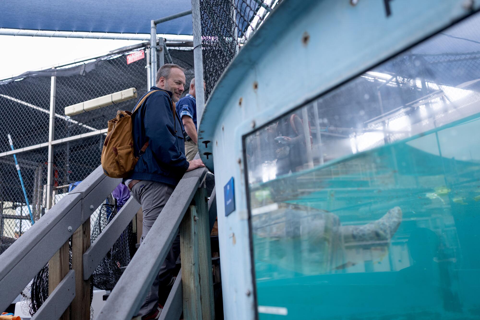 A man looks at Porkchop, the turtle, before the opening of the new facility at the Aquarium of the Pacific