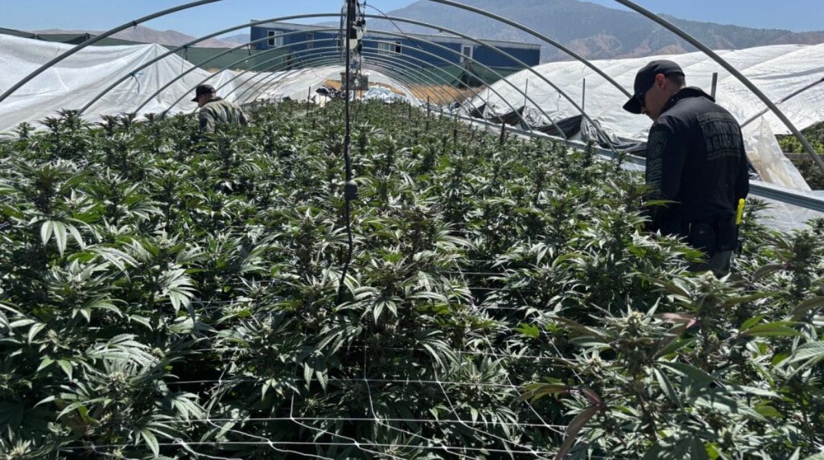 Illegal cannabis in California. Image Source: Governor Gavin Newsom website