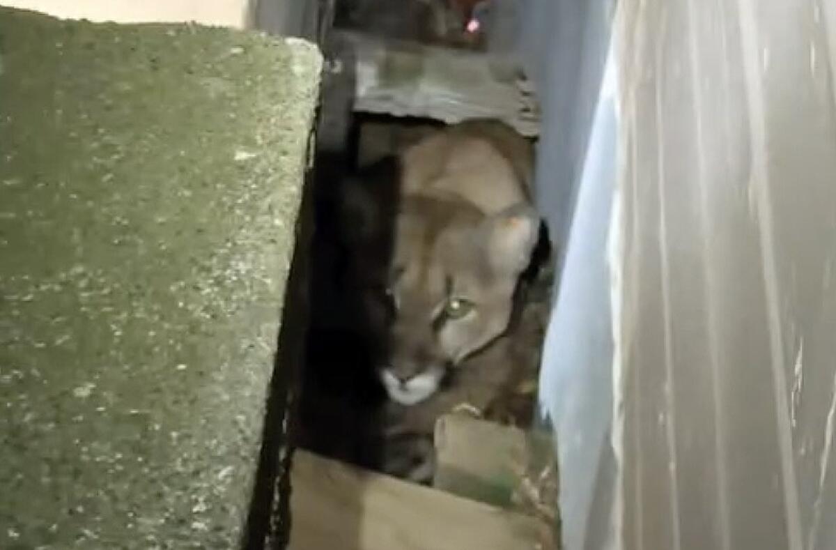 San Francisco Animal Control Officers spotted the mountain lion who'd been roaming in Pacific Heights.