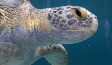Aquarium of the Pacific opens new sea turtle rehabilitation area – Press Telegram