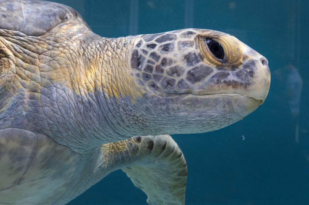 Aquarium of the Pacific opens new sea turtle rehabilitation area – Press Telegram