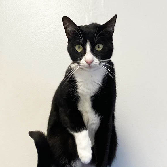 Merlina, a 3-year-old tuxedo cat, is ready for adoption in...