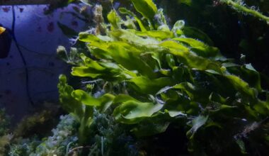 Port receives $200,000 grant to mitigate Caulerpa prolifera algae first discovered in Coronado Cays