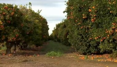 Farmers grateful for above average rain in Central CA, but hoping for more