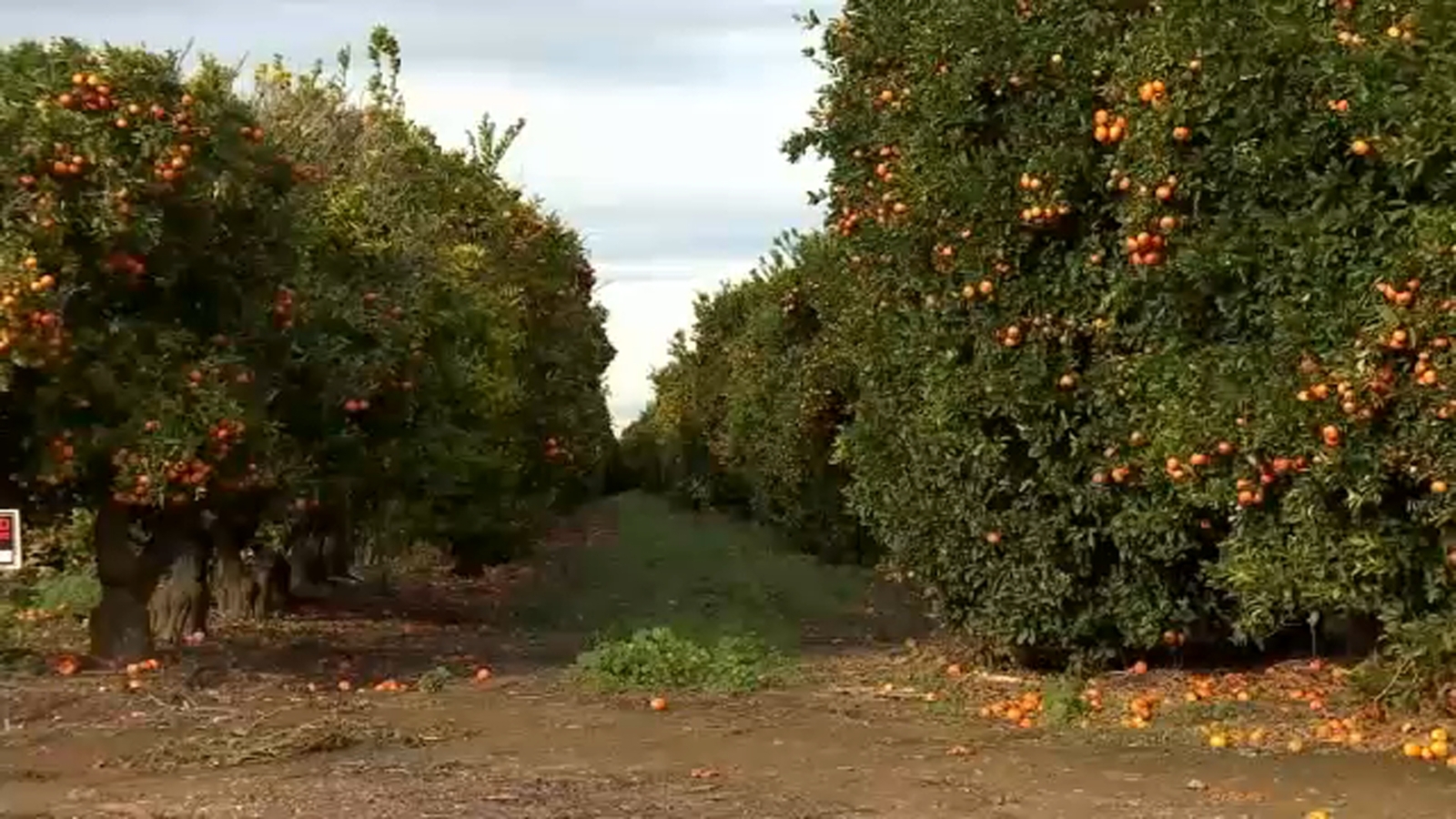 Farmers grateful for above average rain in Central CA, but hoping for more