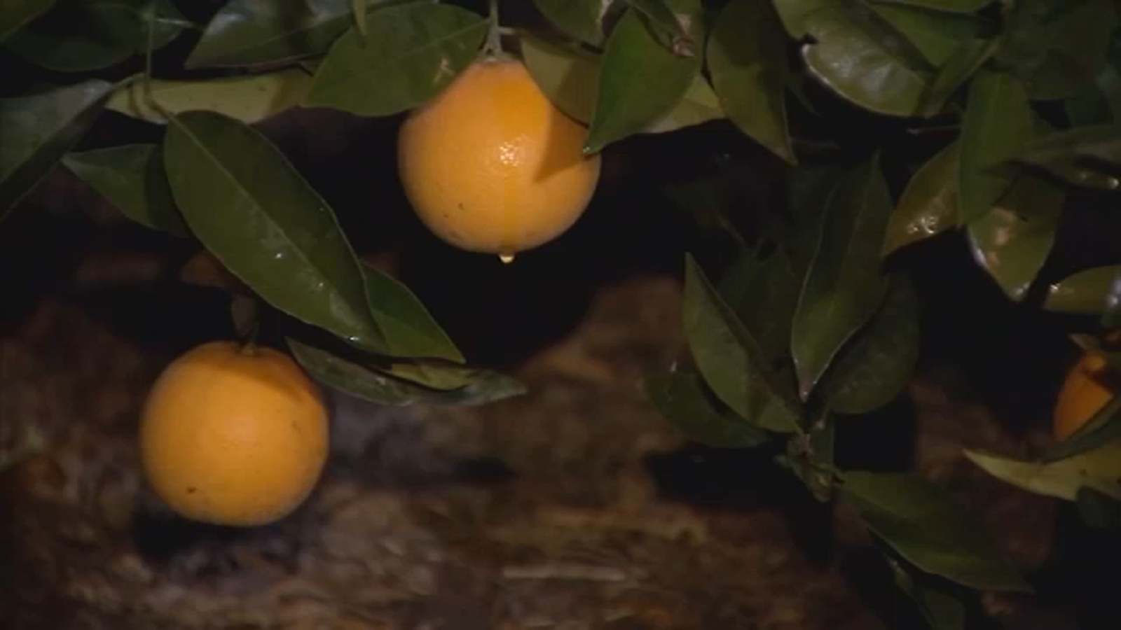 Fresno braces for overnight frost as citrus growers monitor temperatures