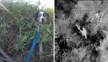 Thermal drone technology helps find lost dog in Orange County's Dove Canyon