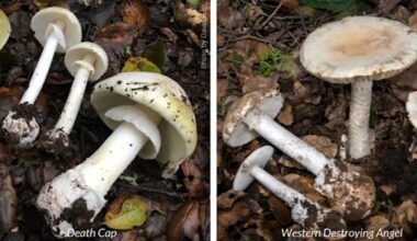 Bay Area experts warn against foraging for deadly wild mushrooms