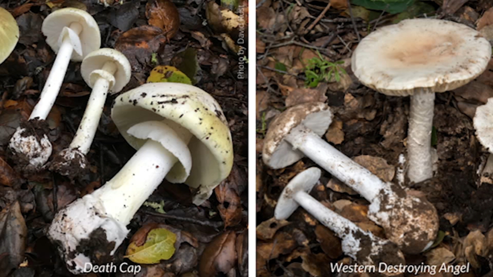 Bay Area experts warn against foraging for deadly wild mushrooms