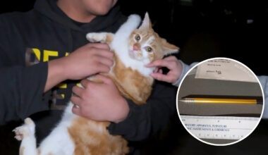 Good Samaritans help save stray cat 'Huerro' shot with crossbow in San Jose