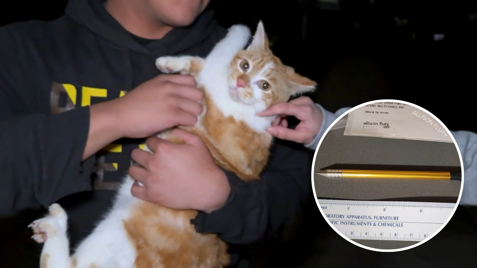 Good Samaritans help save stray cat 'Huerro' shot with crossbow in San Jose