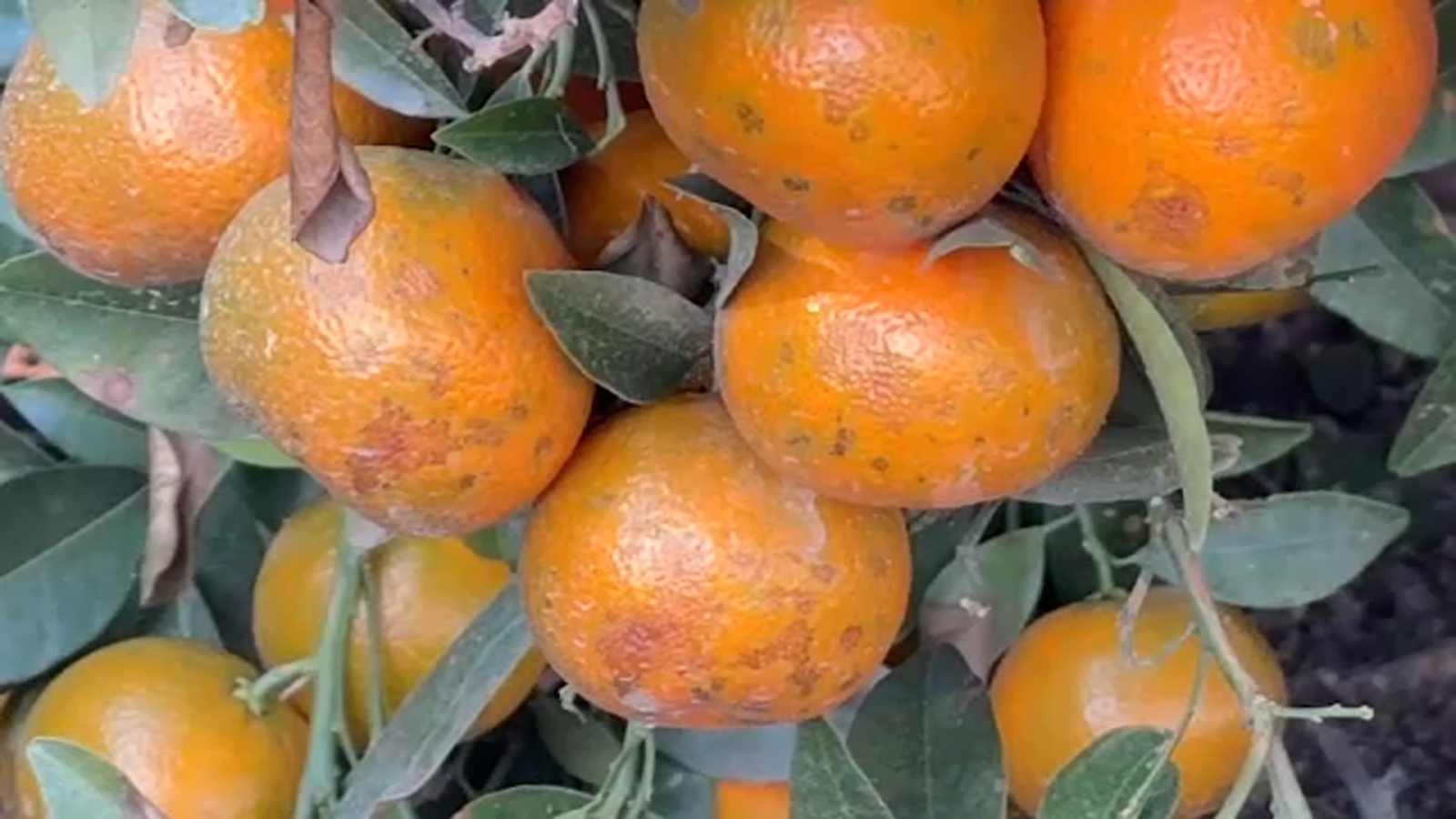 Foggy weather impacts Fresno County citrus crops