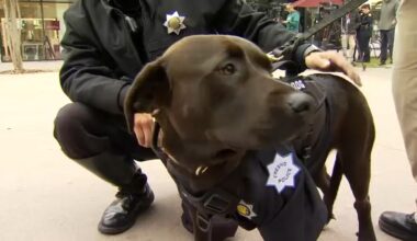 Chat with the Chief: Fresno police chief on department's new therapy dog