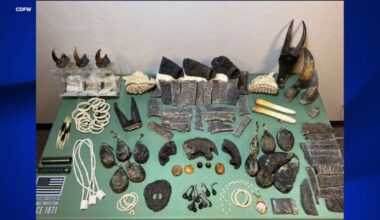 3 arrested for wildlife parts trafficking following state-wide investigation