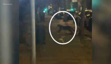 Mountain lion spotted in San Francisco's Pac Heights neighborhood