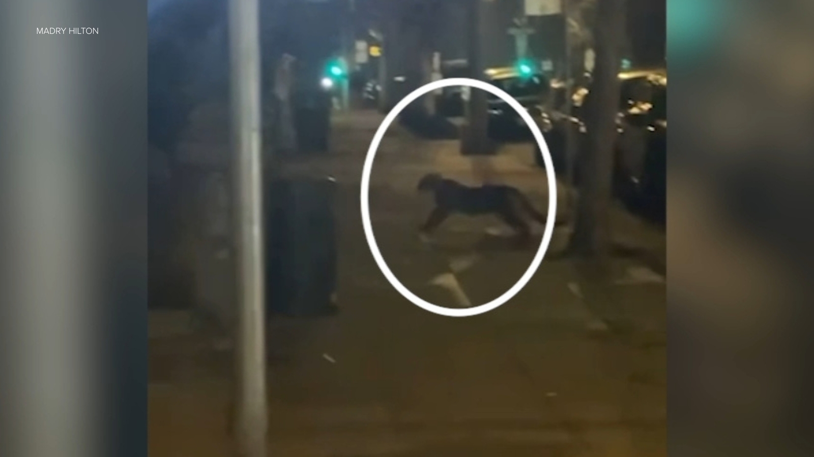 Mountain lion spotted in San Francisco's Pac Heights neighborhood