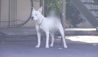 Dog found stabbed with knife in its back at a Fresno apartment complex