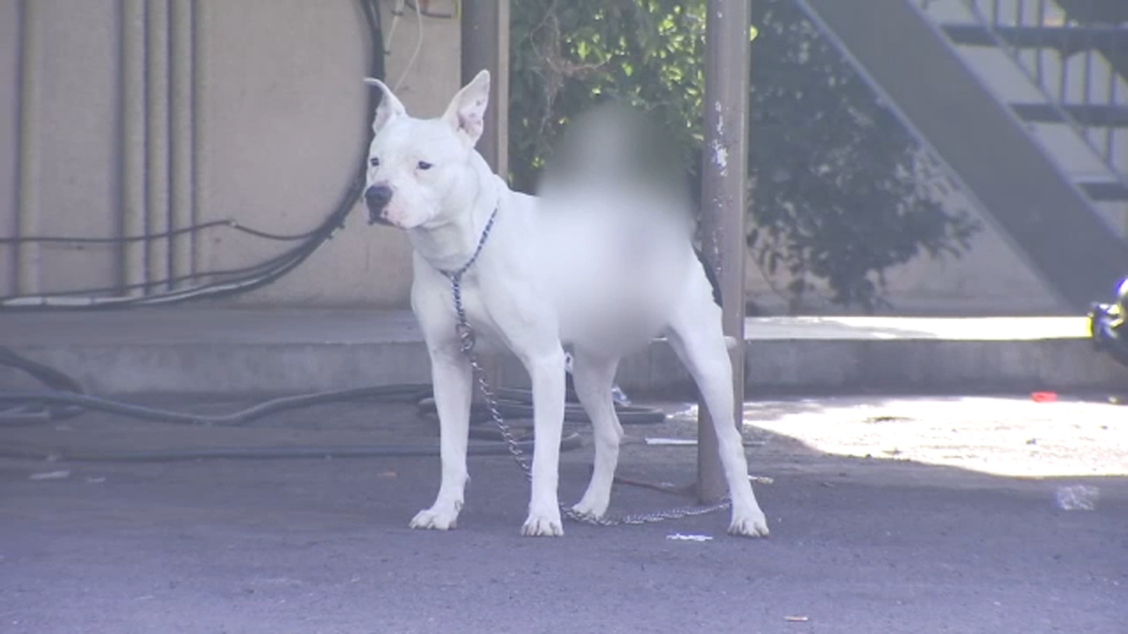 Dog found stabbed with knife in its back at a Fresno apartment complex