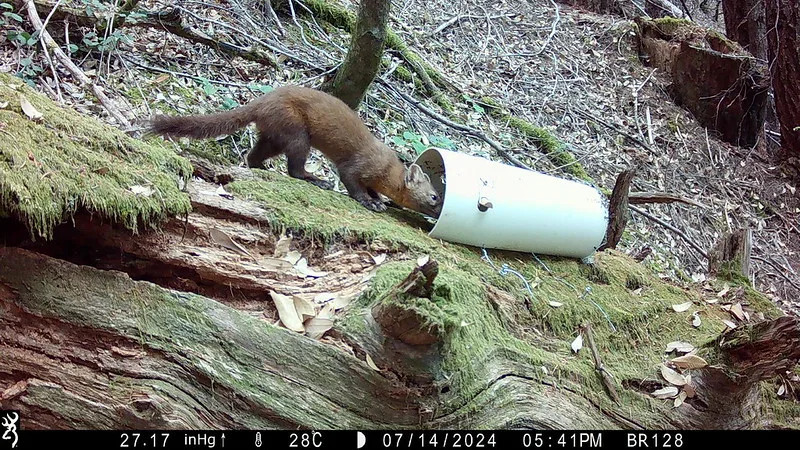 a small animal called a marten with brown fur sniffs a piece of white PVC pipe