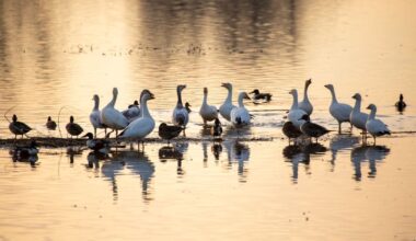 Birds in water at sunset