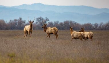 Four elk in grass with mountains in background.