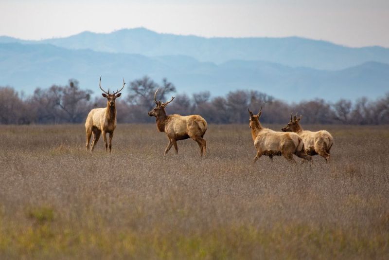Four elk in grass with mountains in background.