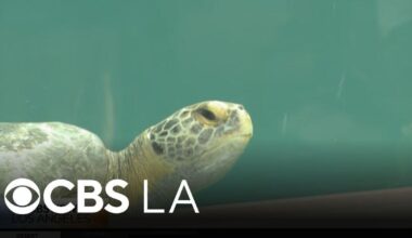 Rescued sea turtles recover at new Aquarium of the Pacific pool