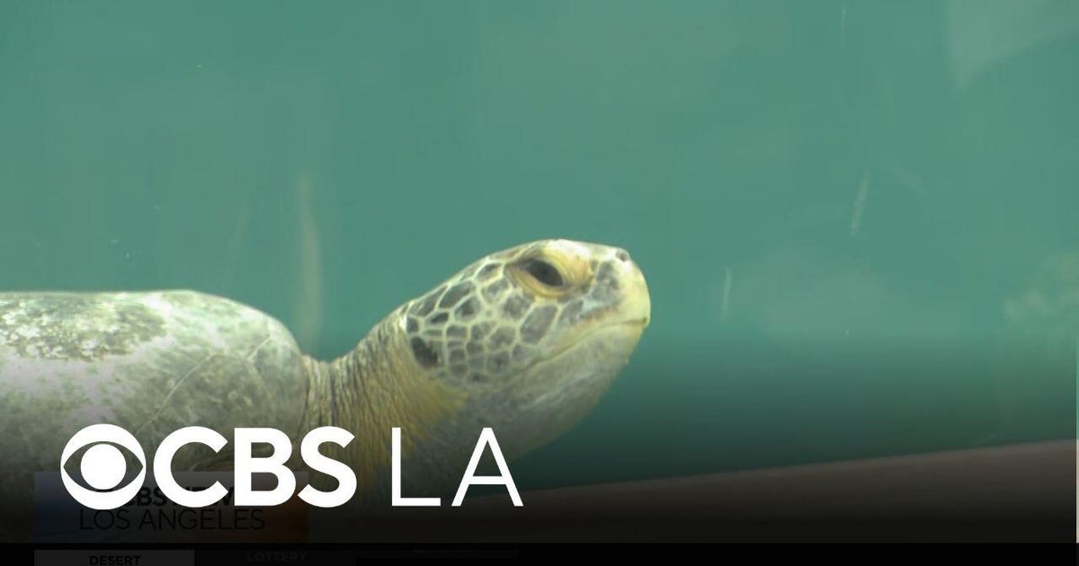 Rescued sea turtles recover at new Aquarium of the Pacific pool