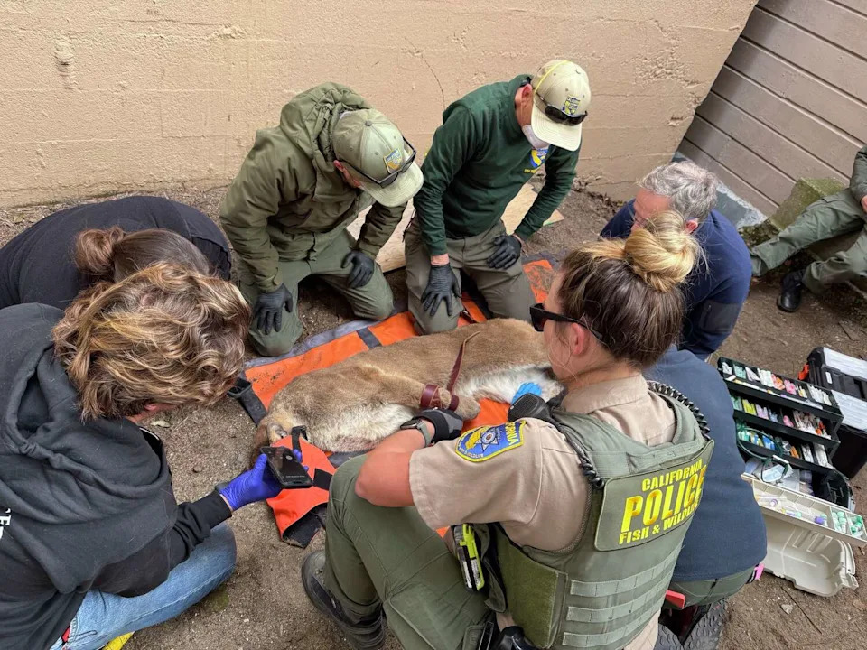 Experts examine the mountain lion that roamed San Francisco after it was tranquilized and captured on Tuesday. Wildlife officials determined the animal was in good health. (Courtesy San Francisco Fire Department)