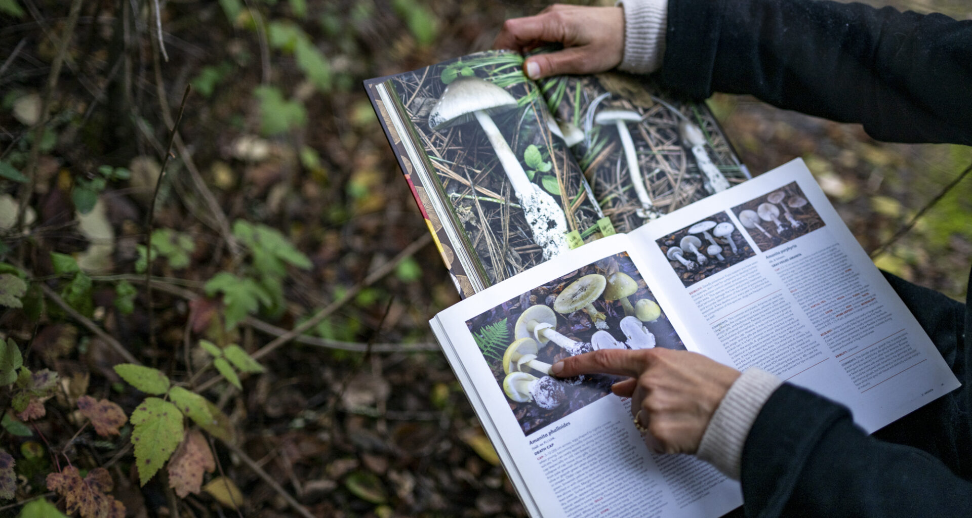 California Combats Largest Mushroom Poisoning Outbreak in the Country