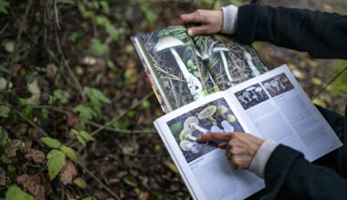 California Combats Largest Mushroom Poisoning Outbreak in the Country