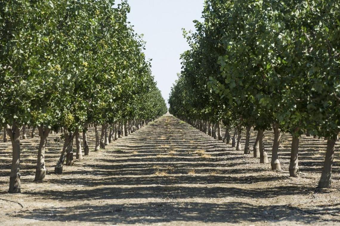 West Fresno farmland in Assemis’ defaulted loans case sold for estimated $14M