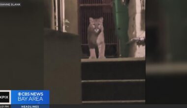 Mountain lion roaming in San Francisco captured by crews