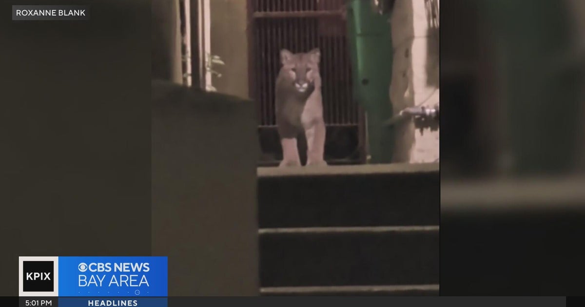 Mountain lion roaming in San Francisco captured by crews
