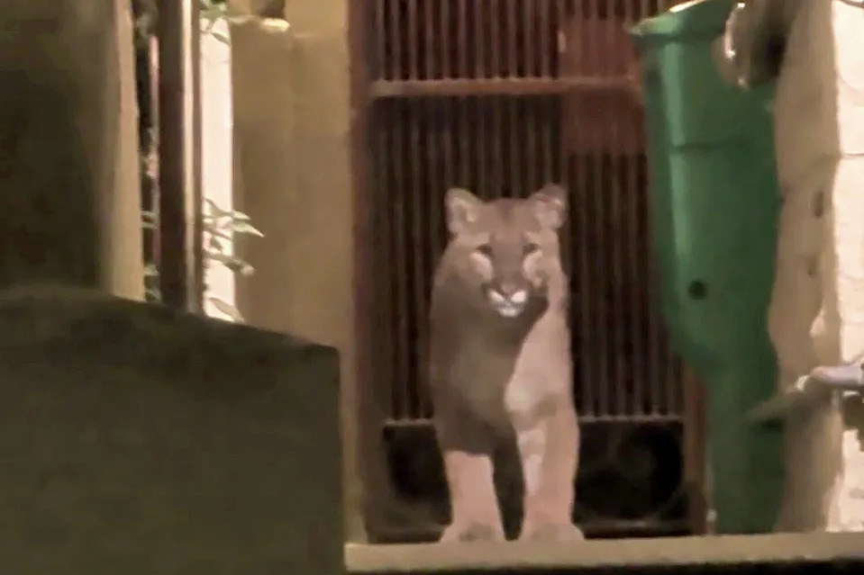 On Monday, a young mountain lion was spotted in an alleyway near Pacific Heights in San Francisco. (Image via Lady Trady/Redditt w/permission)