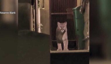 Officials tranquilize mountain lion loose in San Francisco