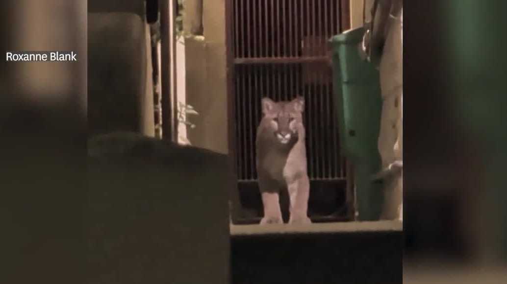 Officials tranquilize mountain lion loose in San Francisco