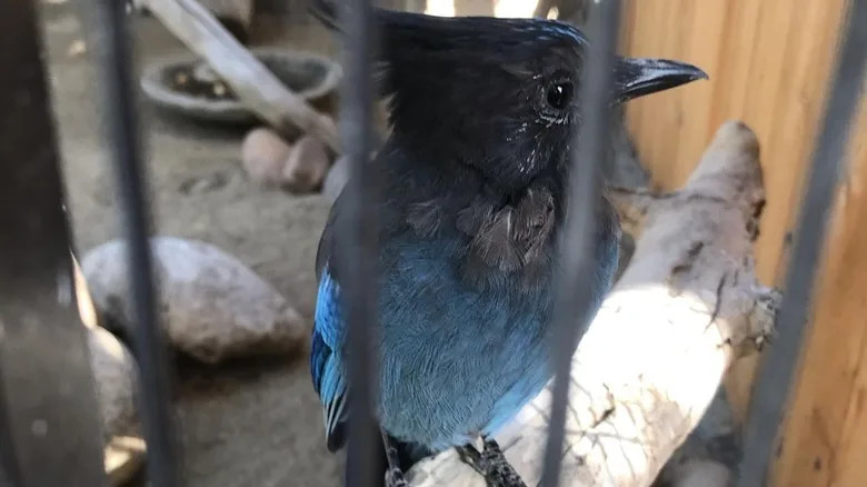 A bird behind the wires of a cage at CALM Zoo