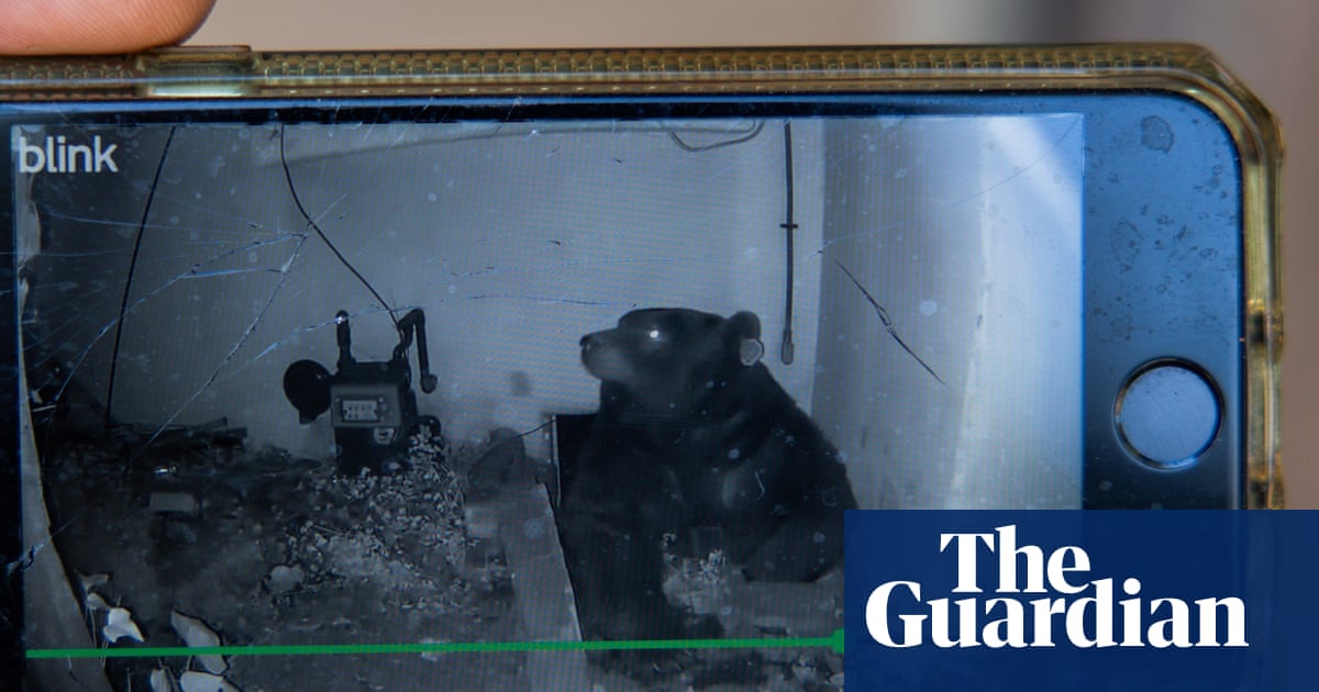 Bears under California homes go from one-off to trend | California