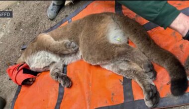 Mountain lion tranquilized, captured after roaming streets in San Francisco – NBC Bay Area