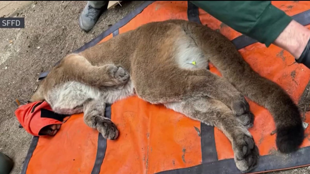 Mountain lion tranquilized, captured after roaming streets in San Francisco – NBC Bay Area