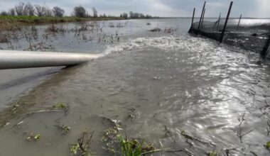 Flooded California rice fields provide critical habitat as scientist work to recover salmon populations