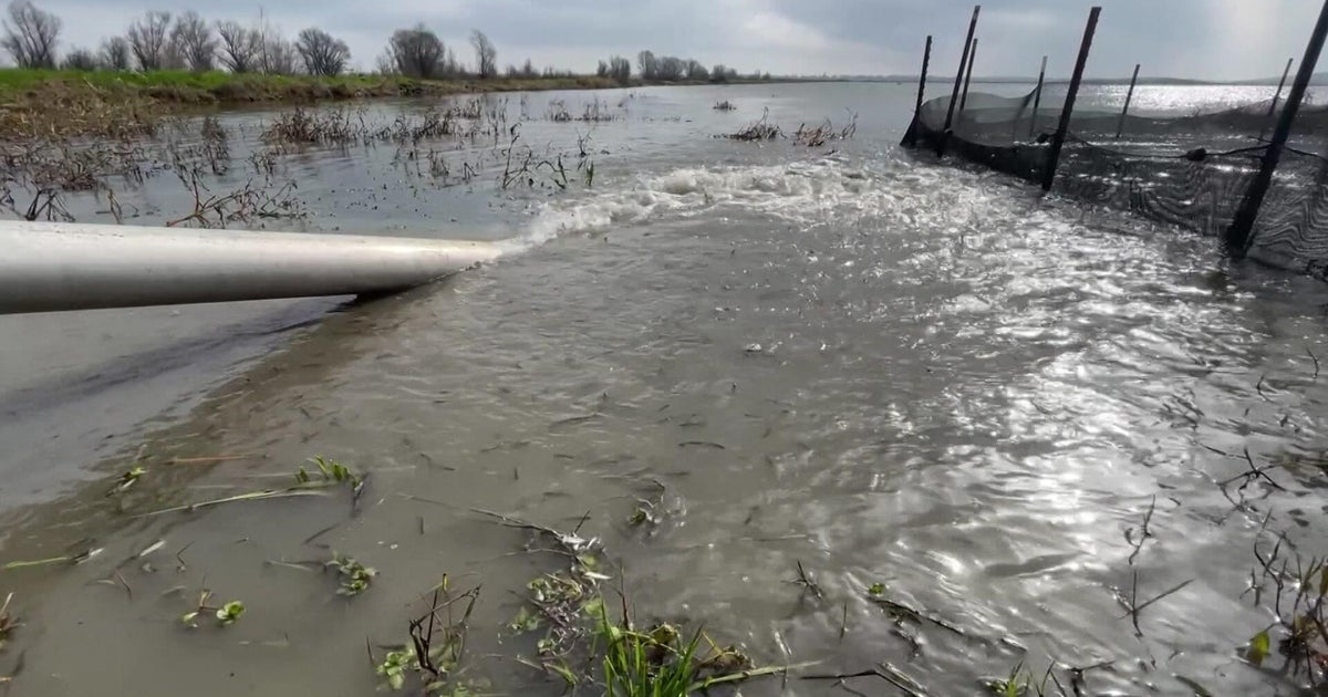 Flooded California rice fields provide critical habitat as scientist work to recover salmon populations