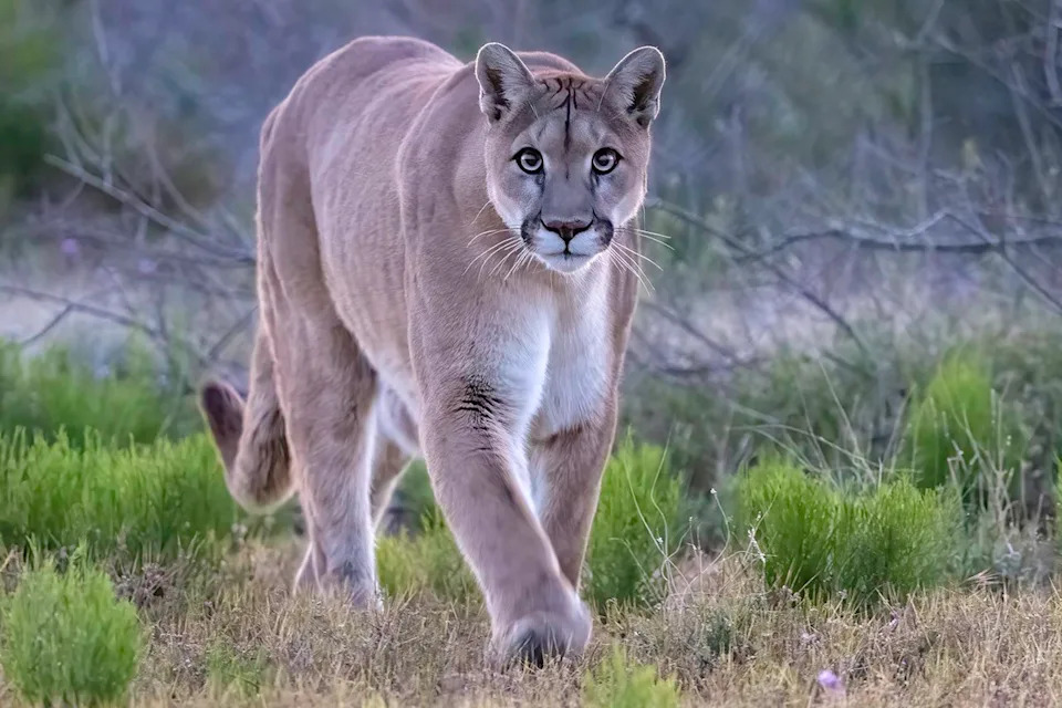 Mountain Lion - stock photo Kathleen Reeder Wildlife Photography/Getty