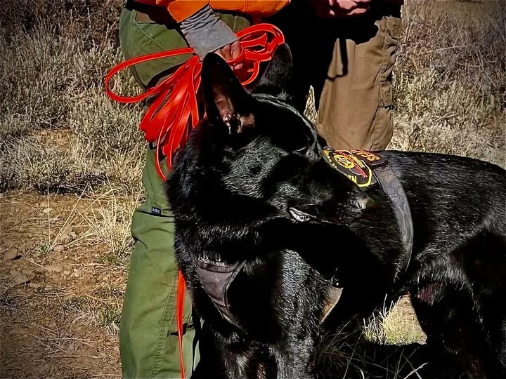 <em>A Nevada County Sheriff’s Office K9 named Jax helped rescue a person with dementia on Jan. 26, 2026./NCSO</em>