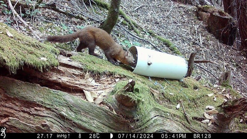 A brown pine marten is sniffing inside a white cylindrical tube placed on a mossy forest floor. The scene is captured by a trail camera, and the forest ground is covered with leaves and fallen branches.