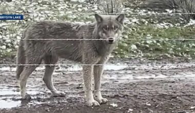 Wildlife crews stop actively searching for wolves after California livestock attacks