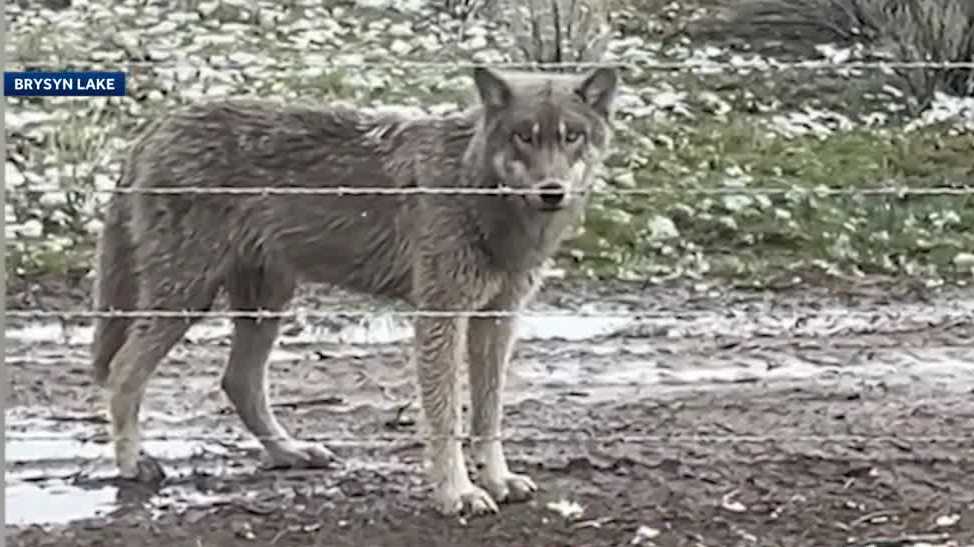 Wildlife crews stop actively searching for wolves after California livestock attacks