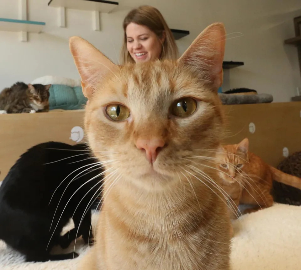 Cats at the CatCafe Lounge