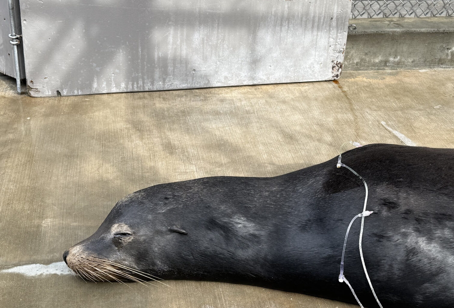 Rescued sea lion survives serious illness, care center discovers disturbing evidence from X-rays